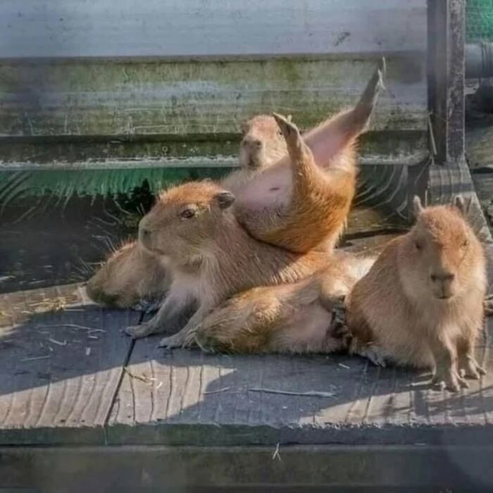 Group of adorable capybaras lounging together on a wooden platform in natural light outdoors.