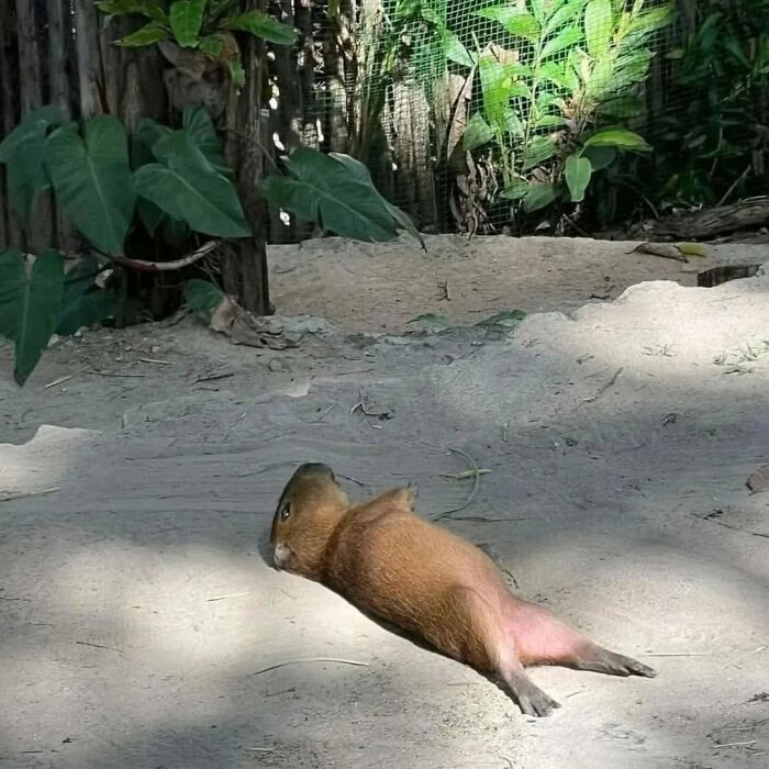 Capybara lying on sandy ground in a shaded area surrounded by green leaves and natural wooden fencing.