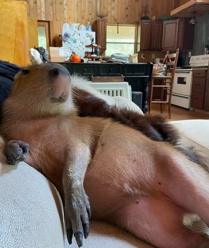 Capybara lounging comfortably on a couch in a cozy, wood-paneled kitchen with home decor in the background.