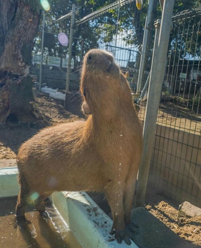Capybara standing in shallow water with sunlight highlighting its fur, showcasing adorable capybara nature.