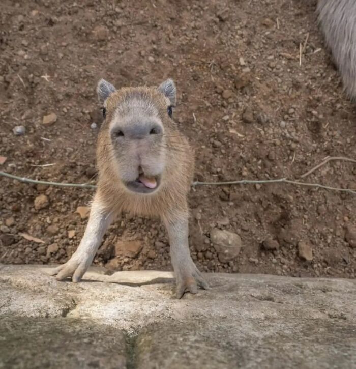 Young capybara with tongue out standing on stone surface against a dirt background in an outdoor setting