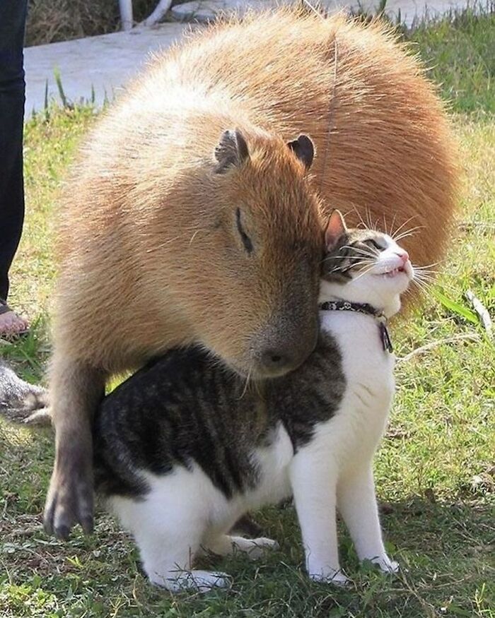 Capybara gently resting its head on a happy cat outdoors, showcasing adorable capybara photos and animal friendship.