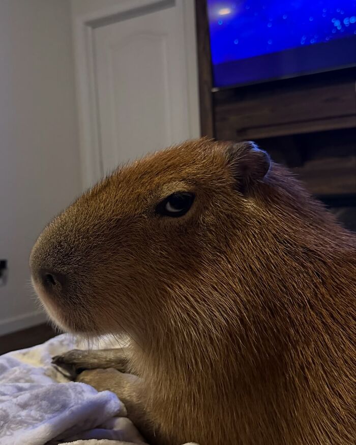 Close-up of an adorable capybara resting indoors on a blanket, showcasing its soft brown fur and calm expression.