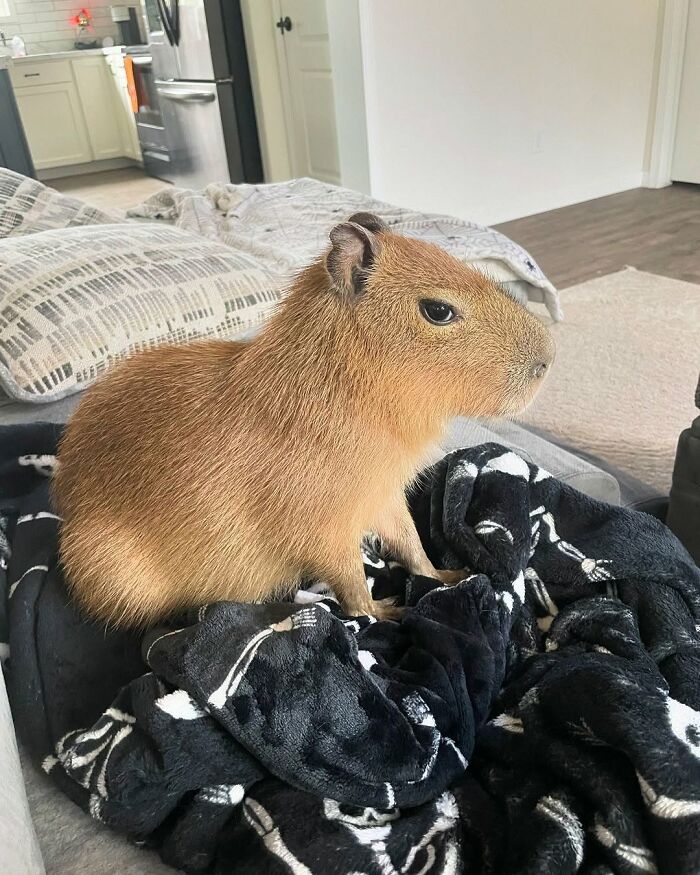 Capybara sitting on a black patterned blanket inside a modern living room, showcasing adorable pet behavior.