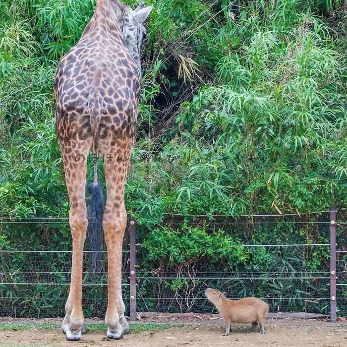 Capybara standing on dirt near a tall giraffe with green foliage and a fence in the background.