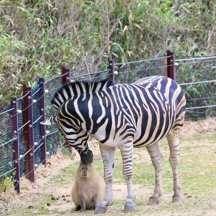A capybara sitting beside a zebra in a fenced grassy area, showcasing adorable capybara moments in nature.