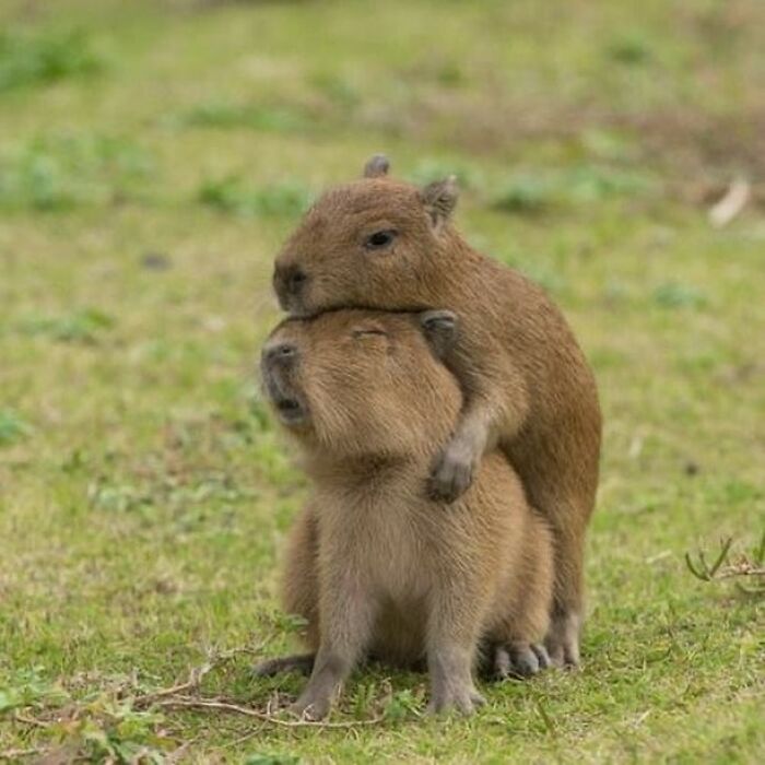 Two adorable capybaras cuddling on grassy ground in a natural outdoor setting with soft green background.