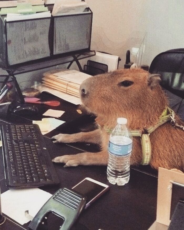 Capybara sitting at an office desk using a keyboard with a water bottle and office supplies nearby in a workspace.