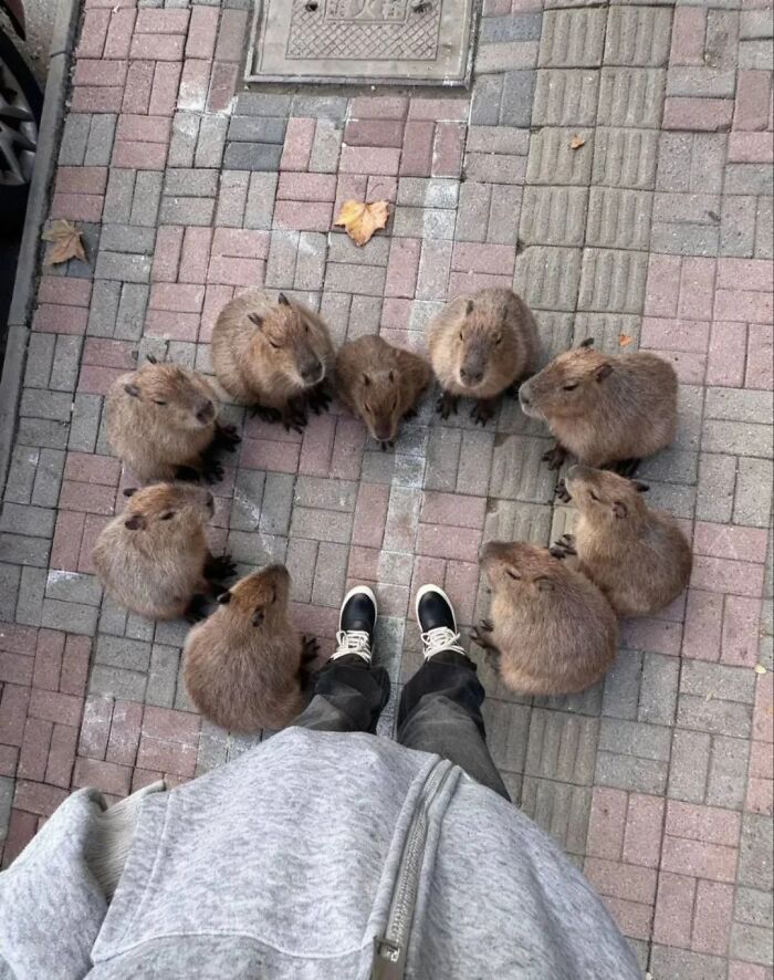 Circle of adorable capybaras gathered around a person wearing black shoes on a tiled pavement outdoors.