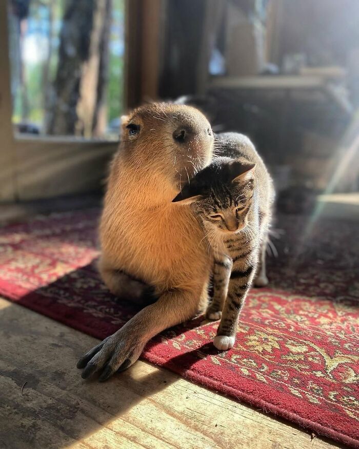Capybara resting on a rug, affectionately nuzzling a tabby cat in warm sunlight indoors.