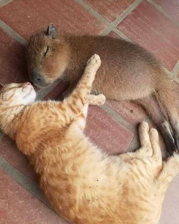 Capybara lying peacefully on the floor cuddling with an orange tabby cat in an adorable moment.