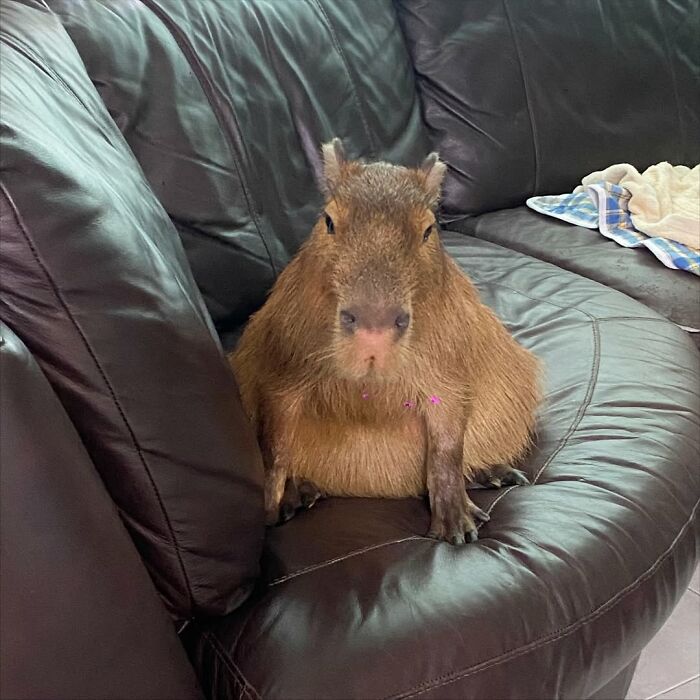 Adorable capybara sitting comfortably on a dark leather couch in a cozy indoor setting.