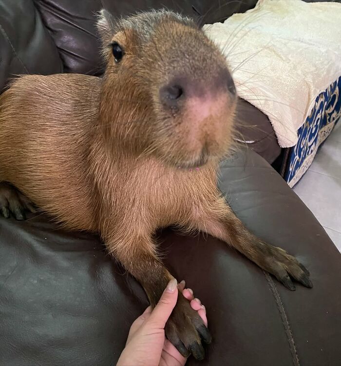 Capybara resting on a couch while holding a person's hand, showcasing adorable capybara photos and gentle interaction.