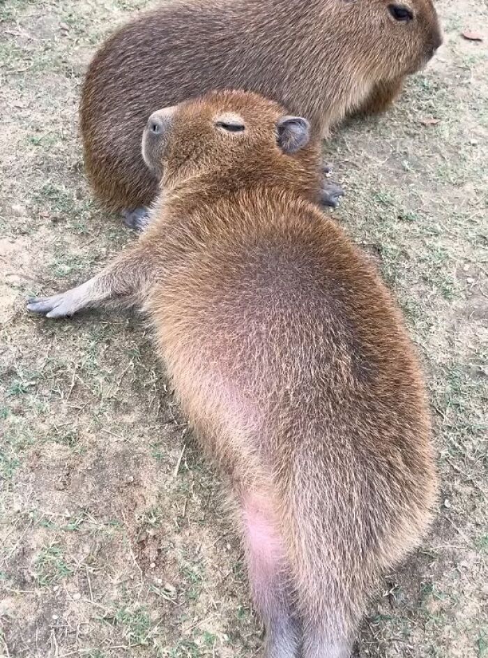 Two adorable capybaras resting closely on grass, showcasing their calm and gentle nature in a natural setting.
