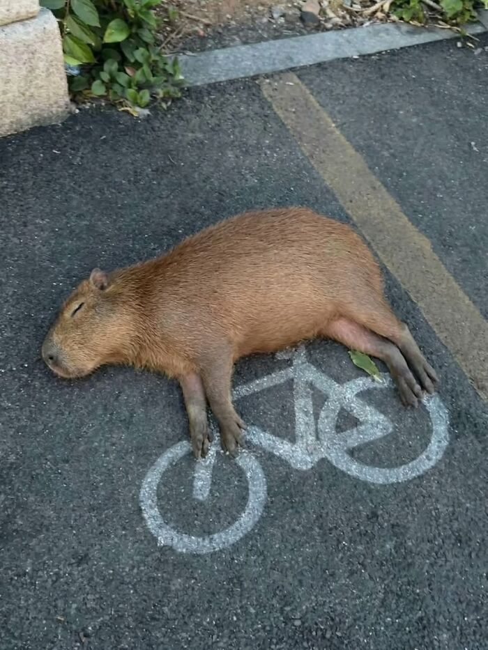Capybara lying on a bike lane symbol painted on asphalt, showcasing adorable animal behavior outdoors.