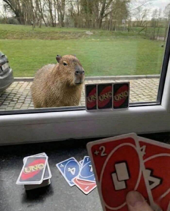 Capybara outside a window looking at UNO cards arranged on the windowsill during a playful game indoors.