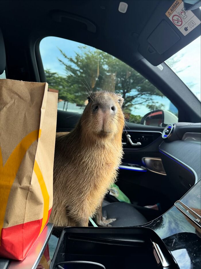 Capybara sitting inside a car next to a paper bag, looking curiously toward the camera in natural daylight.