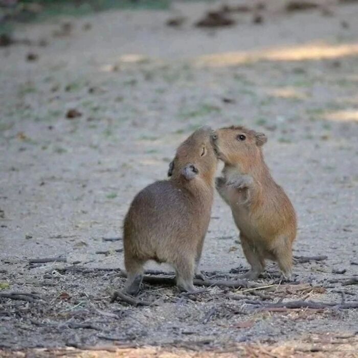 Two adorable capybaras interacting on a dirt path surrounded by natural outdoor scenery.