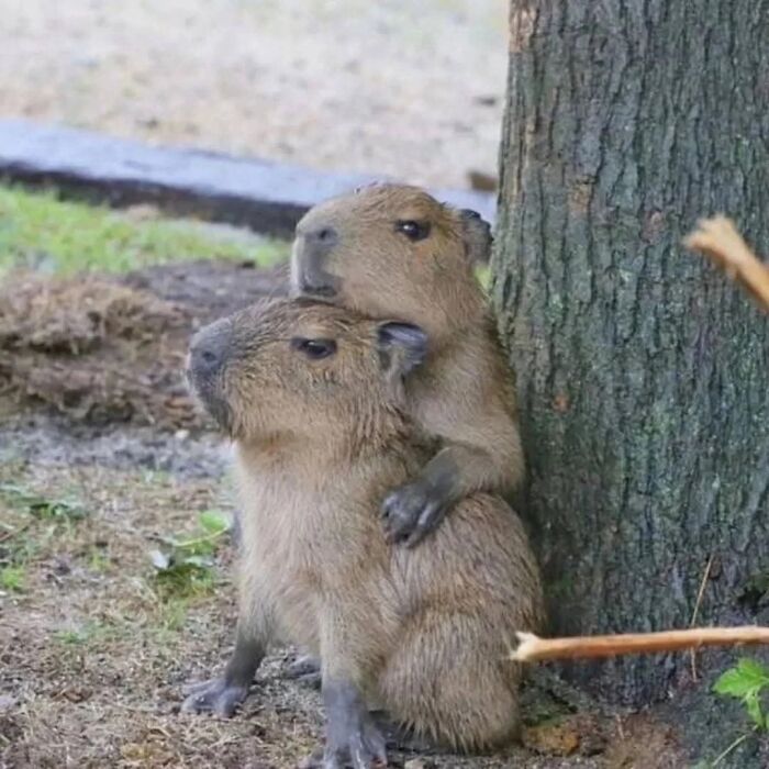 Two adorable capybaras cuddling next to a tree, showcasing cute and heartwarming animal behavior outdoors.