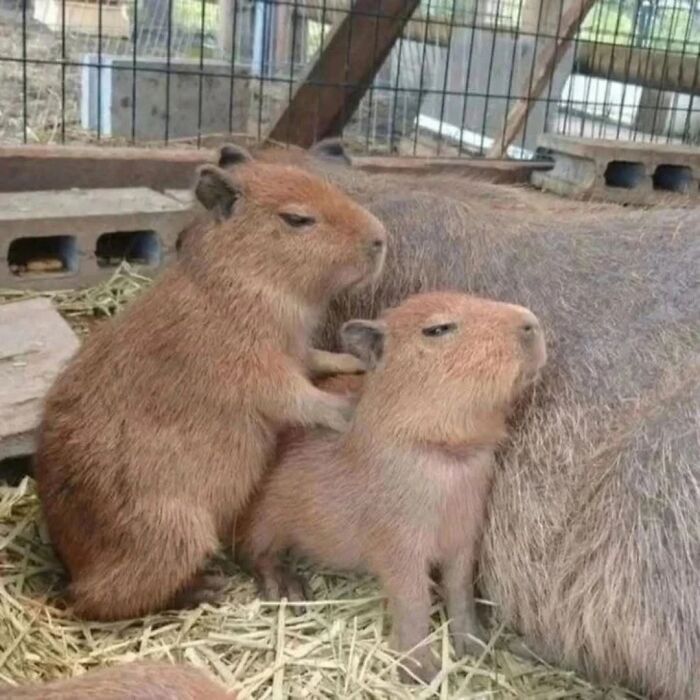 Two adorable baby capybaras resting and cuddling near an adult capybara inside a fenced enclosure.