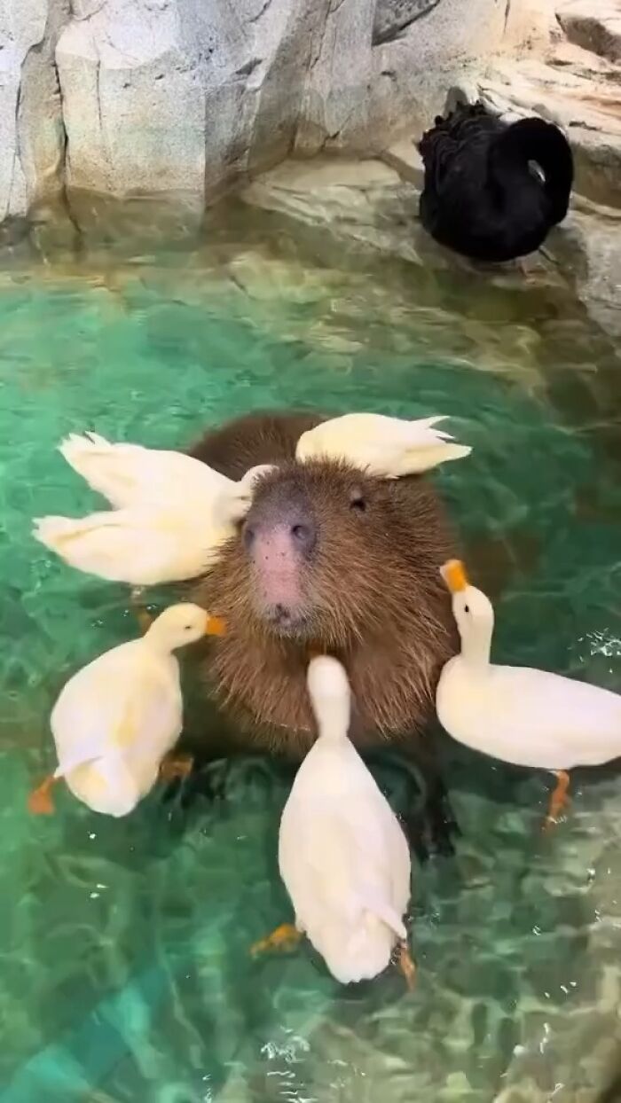 Capybara in clear water surrounded by white ducks with a black swan nearby in a rocky enclosure environment