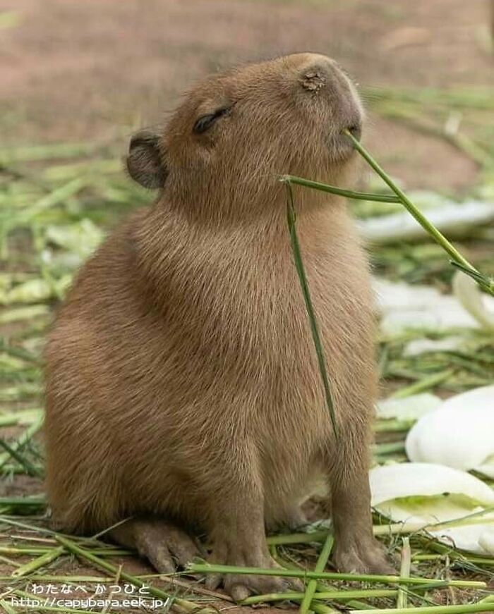 Adorable capybara sitting and happily chewing green stalks in a natural outdoor setting with scattered leaves.