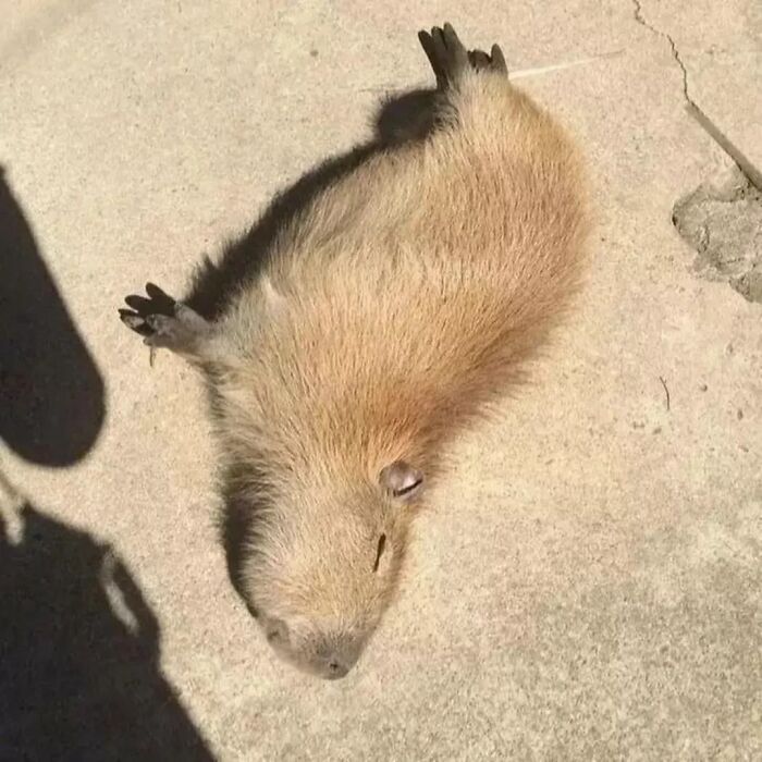 Capybara lying on concrete ground, resting with eyes closed in a sunny outdoor setting.