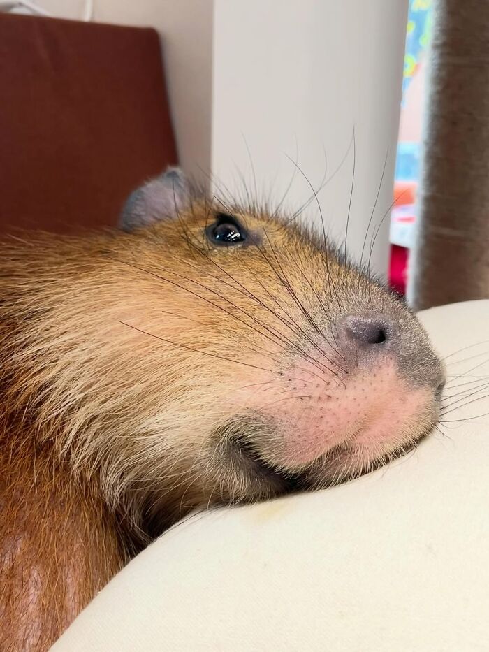 Close-up of an adorable capybara resting its head, showcasing detailed fur and whiskers in a cozy indoor setting.
