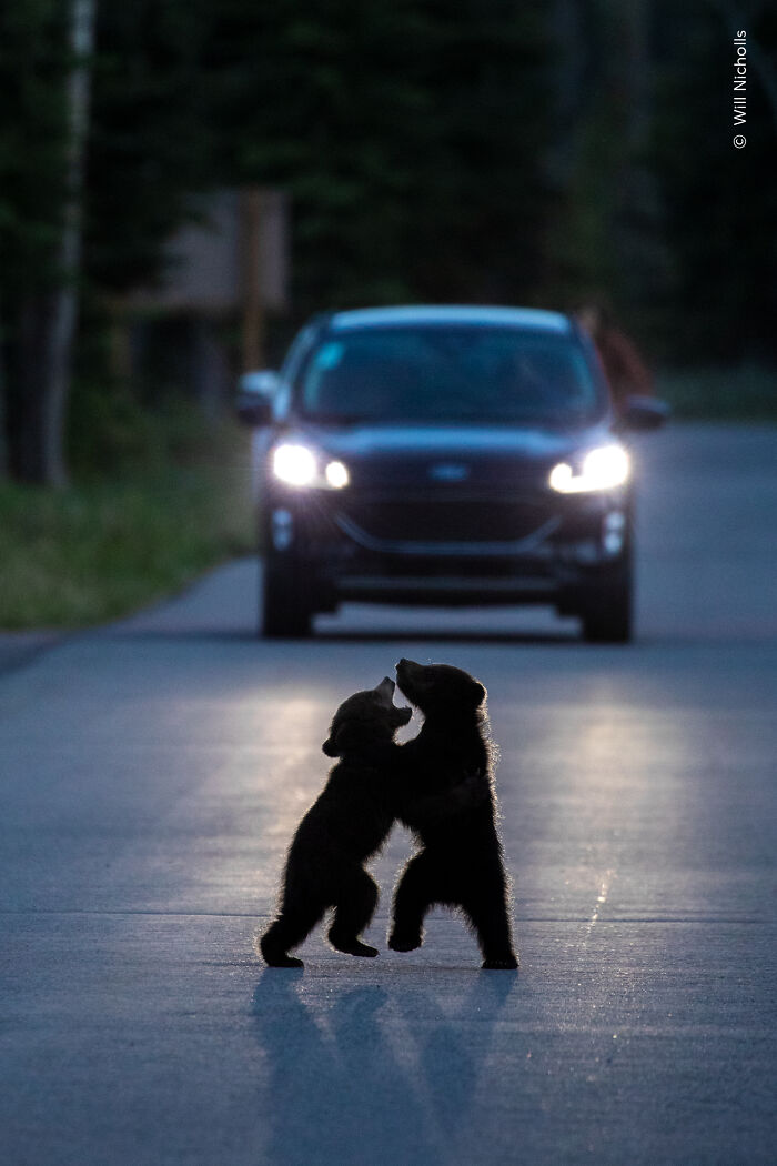 Two bear cubs playfully standing on a road at dusk with a car’s headlights illuminating them in wildlife photography.