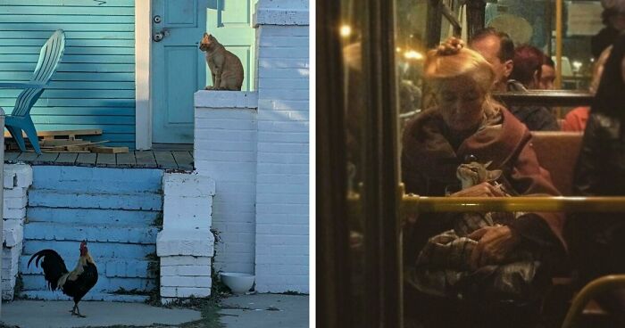 49 Incredibly Beautiful Pics Of Animals That Look Just Like Renaissance Art Masterpieces