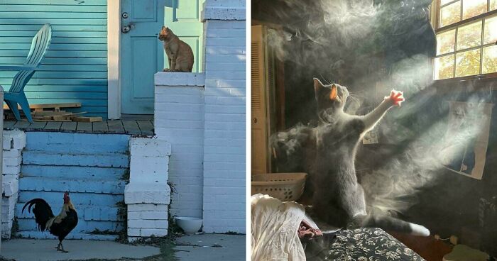 49 Of The Most Endearing Animal Pics That Literally Look Like Renaissance Paintings