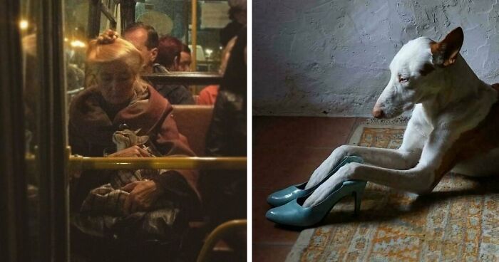 49 Of The Most Endearing Animal Pics That Literally Look Like Renaissance Paintings