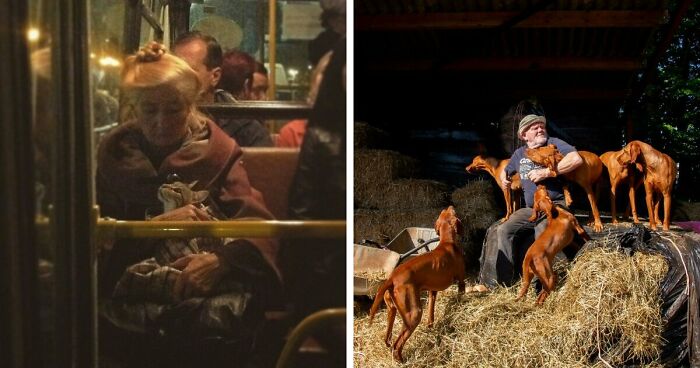 49 “Accidental Renaissance” Pics Of Different Animals That Capture Their Absurd And Adorable Nature