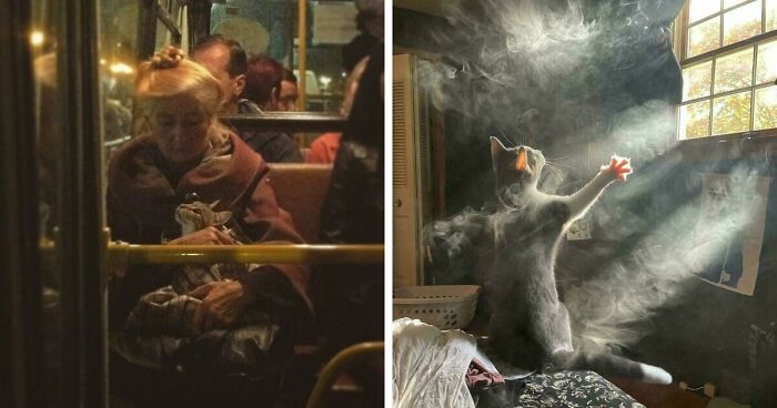 49 Incredibly Beautiful Pics Of Animals That Look Just Like Renaissance Art Masterpieces