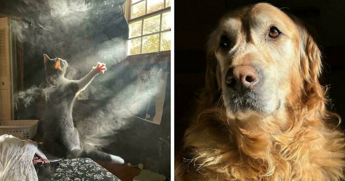 49 Incredibly Beautiful Pics Of Animals That Look Just Like Renaissance Art Masterpieces