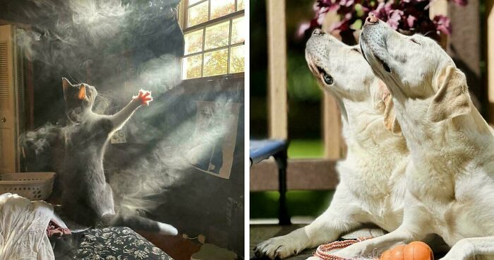 49 Of The Most Endearing Animal Pics That Literally Look Like Renaissance Paintings