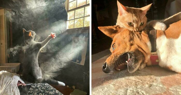 49 Incredibly Beautiful Pics Of Animals That Look Just Like Renaissance Art Masterpieces