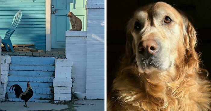 49 Incredibly Beautiful Pics Of Animals That Look Just Like Renaissance Art Masterpieces