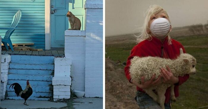 49 Incredibly Beautiful Pics Of Animals That Look Just Like Renaissance Art Masterpieces