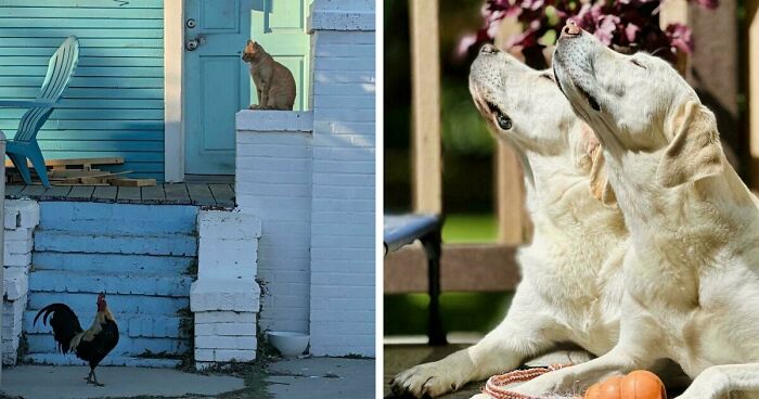 49 Incredibly Beautiful Pics Of Animals That Look Just Like Renaissance Art Masterpieces