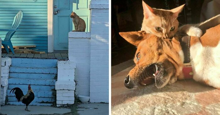 49 Creative Pics Of Animals Taken At Just The Right Time To Make Them Look Accidentally Renaissance