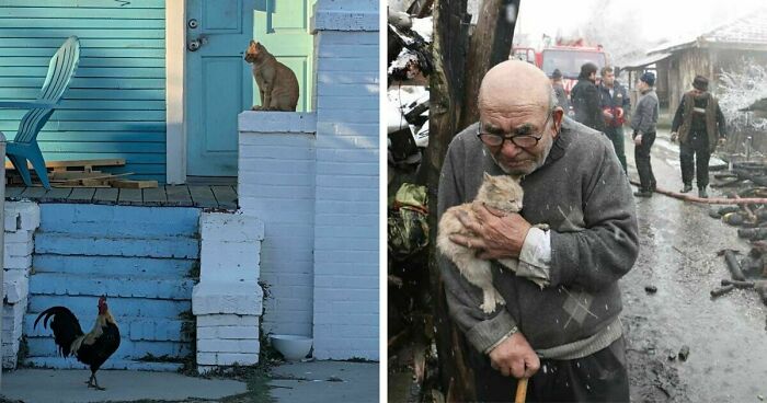 49 Amazing Animal Photos That Feel Like They Were Commissioned By A Dramatic 16th-Century Patron