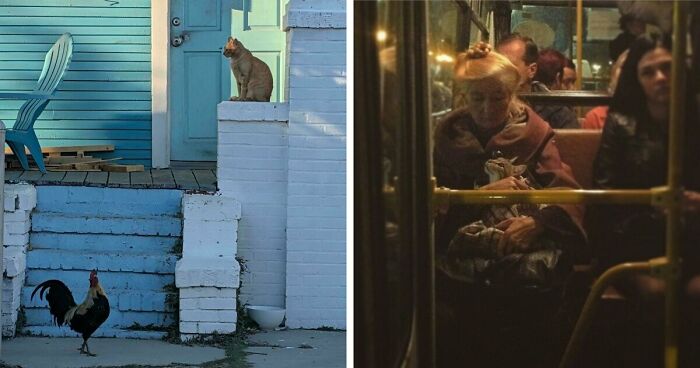 49 Incredibly Beautiful Pics Of Animals That Look Just Like Renaissance Art Masterpieces