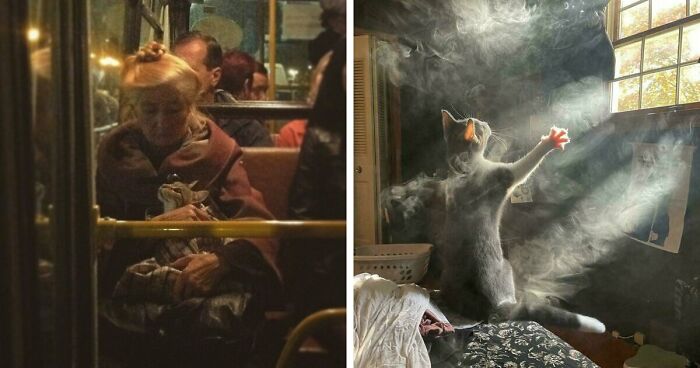 49 Incredibly Beautiful Pics Of Animals That Look Just Like Renaissance Art Masterpieces