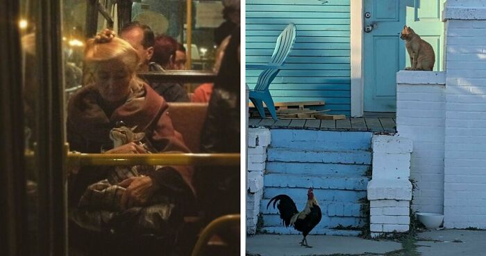 49 Incredibly Beautiful Pics Of Animals That Look Just Like Renaissance Art Masterpieces