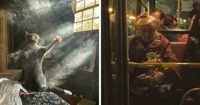 49 Of The Most Endearing Animal Pics That Literally Look Like Renaissance Paintings