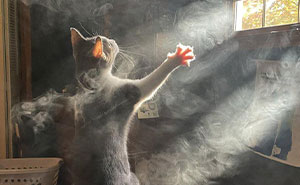 49 “Accidental Renaissance” Pics Of Different Animals That Capture Their Absurd And Adorable Nature