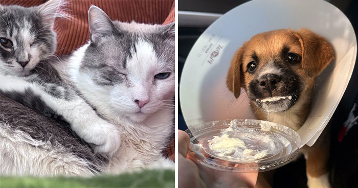 83 Adopted Animals Whose First Month In Their Forever Homes Is Pure Wholesomeness (February Edition)