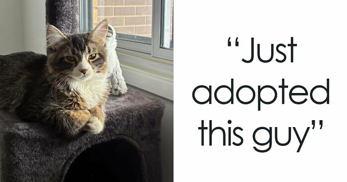 83 Wholesome Pics Of Adopted Rescue Pets Who Are Learning The Meaning Of “Home” (February Edition)