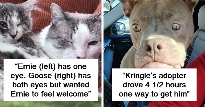 83 Wholesome Pics Of Adopted Rescue Pets Who Are Learning The Meaning Of “Home” (February Edition)